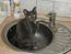 Котенок Хвостик в раковине